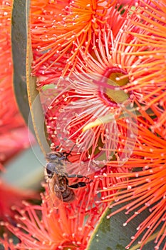 Honey Bee Feeding on Orange Eucalyptus Flowers, Riddells Creek, Victoria, Australia, January 2020