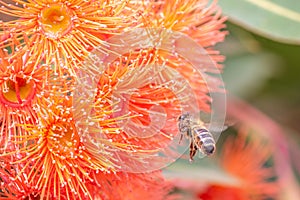 Honey Bee Feeding on Orange Eucalyptus Flowers, Riddells Creek, Victoria, Australia, January 2020