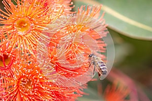 Honey Bee Feeding on Orange Eucalyptus Flowers, Riddells Creek, Victoria, Australia, January 2020