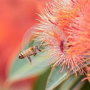 Honey Bee Feeding on Orange Eucalyptus Flowers, Riddells Creek, Victoria, Australia, January 2020