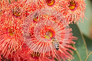 Honey Bee Feeding on Orange Eucalyptus Flowers, Riddells Creek, Victoria, Australia, January 2020