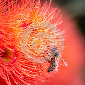 Honey Bee Feeding on Orange Eucalyptus Flowers, Riddells Creek, Victoria, Australia, January 2020