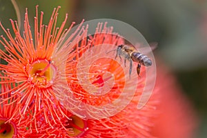 Honey Bee Feeding on Orange Eucalyptus Flowers, Riddells Creek, Victoria, Australia, January 2020