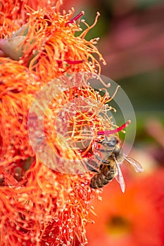 Honey Bee Feeding on Orange Eucalyptus Flowers, Riddells Creek, Victoria, Australia, January 2020