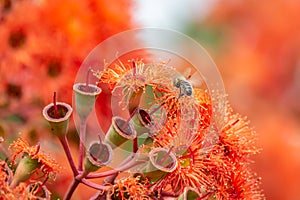 Honey Bee Feeding on Orange Eucalyptus Flowers, Riddells Creek, Victoria, Australia, January 2020