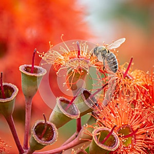 Honey Bee Feeding on Orange Eucalyptus Flowers, Riddells Creek, Victoria, Australia, January 2020