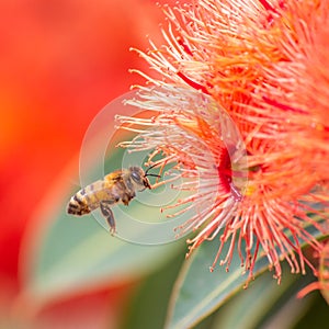 Honey Bee Feeding on Orange Eucalyptus Flowers, Riddells Creek, Victoria, Australia, January 2020 photo