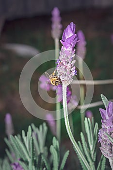 Honey bee feeding on a Purple lavender flower Lavandula x intermedia