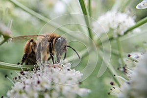Honey bee feeding on umbellifer photo