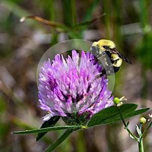 Honey Bee Feeds on Red Clover Bloom