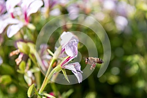 A honey bee flies around a white flower to collect nectar