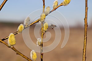 A honey bee flies to the branch of goat willow (Salix caprea)