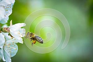 Honey bee in flight