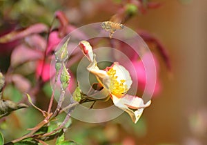 Honey Bee Flight