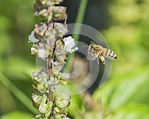 Honey bee in flight next to flowering plant