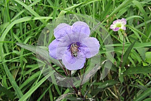 A Honey bee on a flower