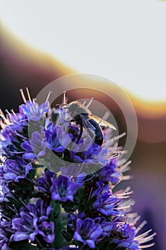 Honey bee on flower