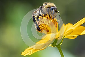 Honey Bee on a Flower