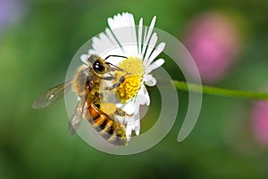 Honey Bee on a Flower