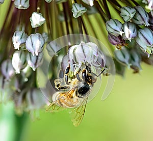 Honey bee on flower cluster