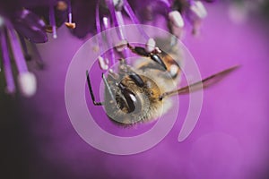 Honey bee on flower, collecting polen.