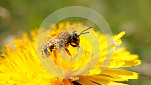 Honey bee on a flower collecting nectar