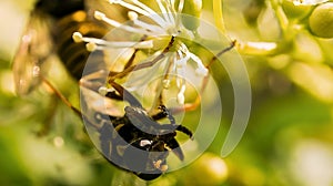 Honey bee on a flower collecting nectar. Macro shot in summer sunshine