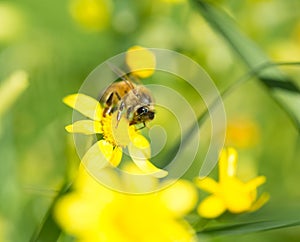 Honey bee on flower collecting pollen
