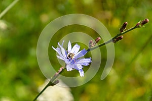 Honey bee on the flower