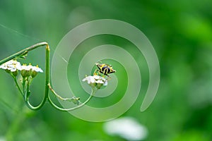 Honey bee on the flower