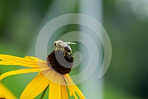 Honey bee on the flower