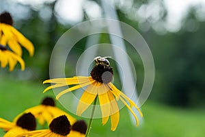 Honey bee on the flower