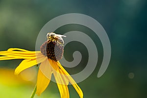 Honey bee on the flower