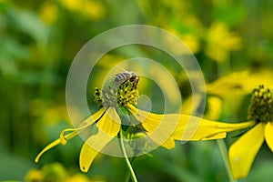 Včela medonosná na květu
