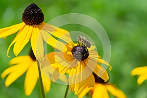 Honey bee on the flower