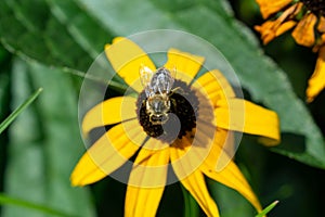 Včela medonosná na kvete