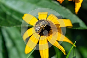 Honey bee on the flower