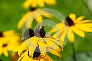 Honey bee on the flower