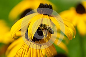 Honey bee on the flower