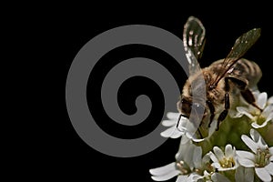 Honey bee on flower isolated on black background