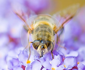 Honey bee on flower