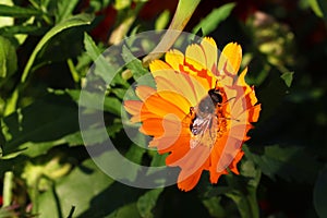 Honey Bee and flower in Nature Background. Sping, summer