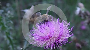 Honey bee flower nature insect apis