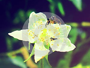 Honey bee flower photography stock