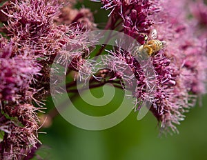 Honey Bee Flower Spotted Joe-Pye Weed Eutrochium Maculatum Apis