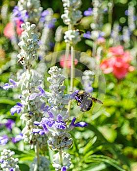 Honey bee on flower in the spring meadow. Seasonal natural scene.