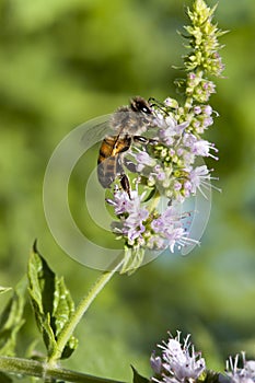 Honey Bee Flowering Basil