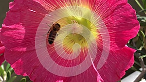 honey bee on flowers of mallows, closeup