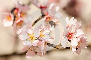 Honey bee fly in almond flower, bee pollinating almond blossoms