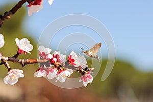 Honey bee fly in almond flower, bee pollinating almond blossoms